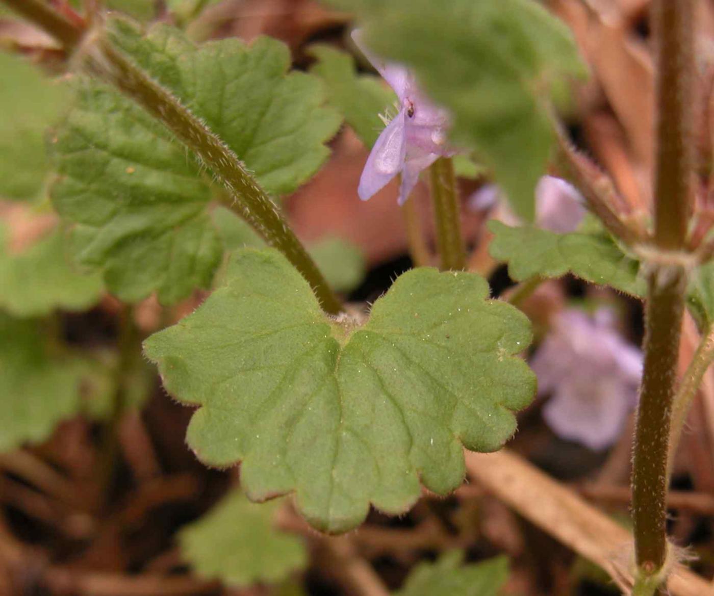 Ground Ivy leaf